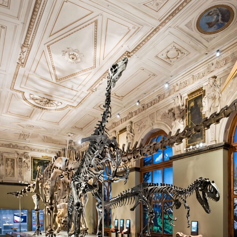 The Natural History Museum's Dinosaur Hall